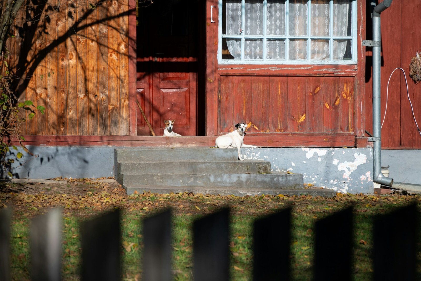 The Majestic Tibetan Mastiff: Guardians of the Himalayas