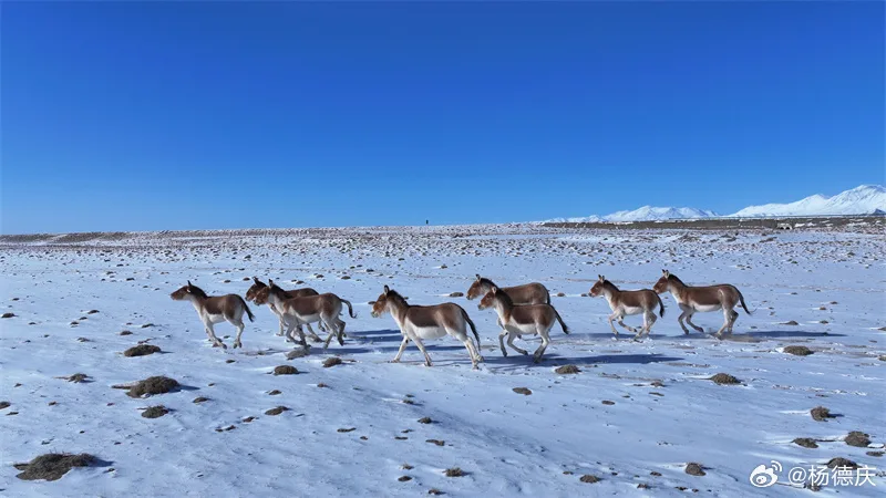 Wildlife and Conservation on the Tibetan Plateau: An In-Depth Analysis