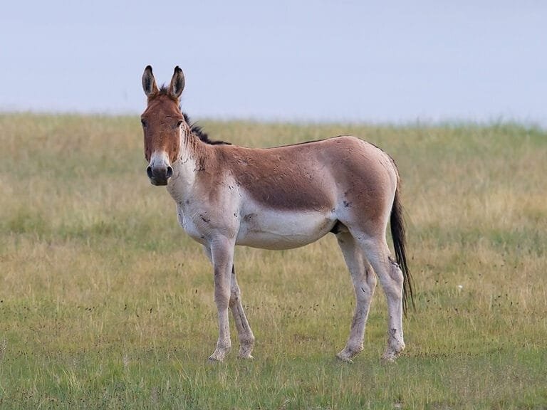 Exploring The Tibetan Wild Ass: The Kiang - Tibet