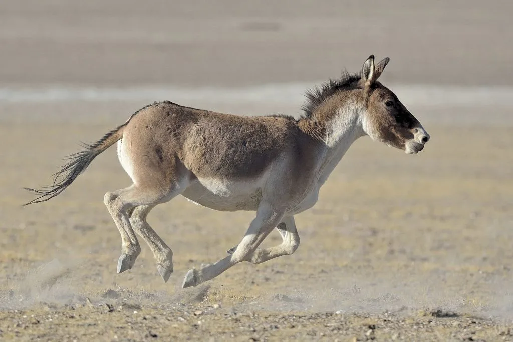Exploring the Tibetan Wild Ass: The Kiang