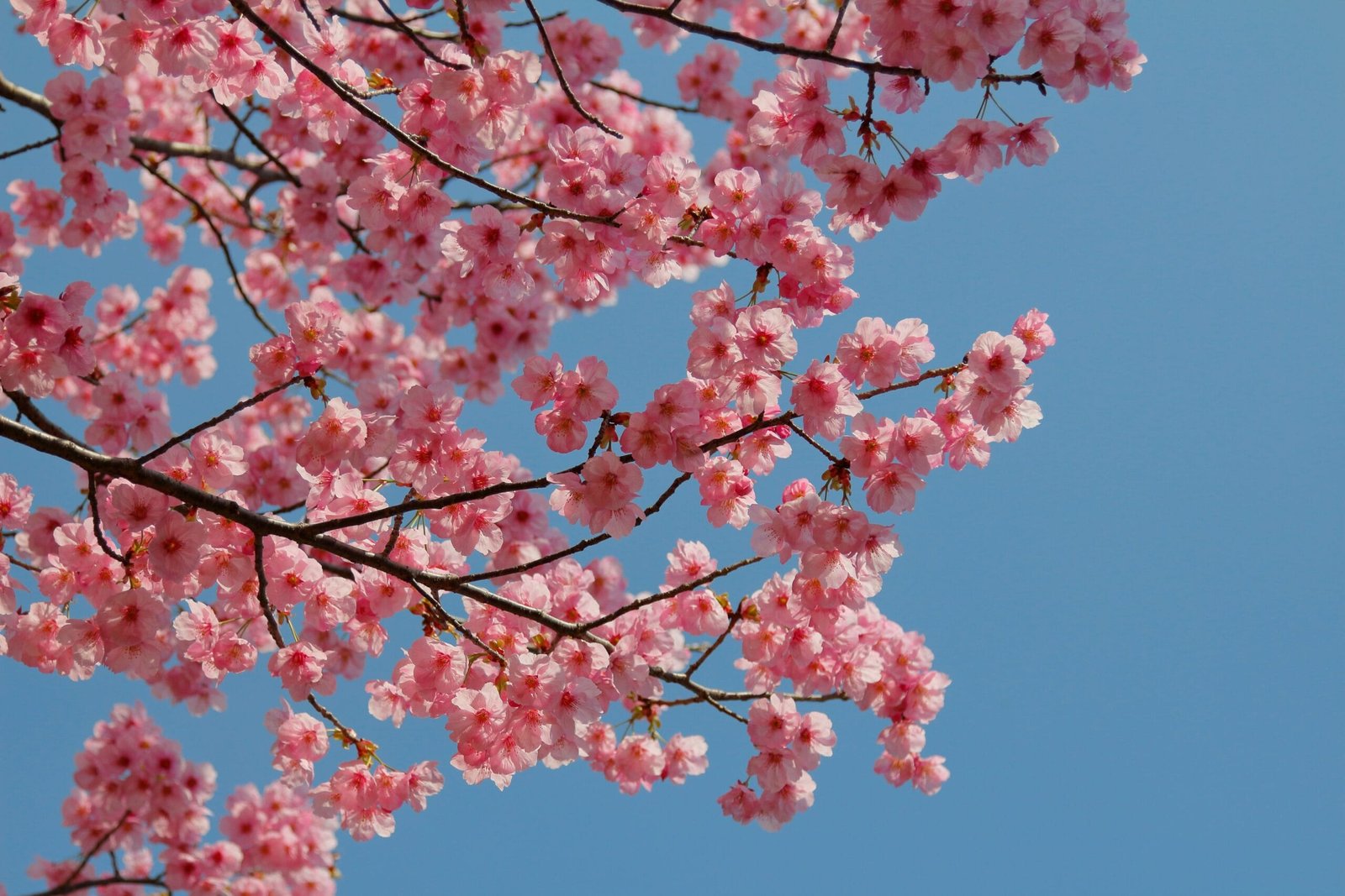 Discover the Vibrance of the Nyingchi Peach Blossom Festival