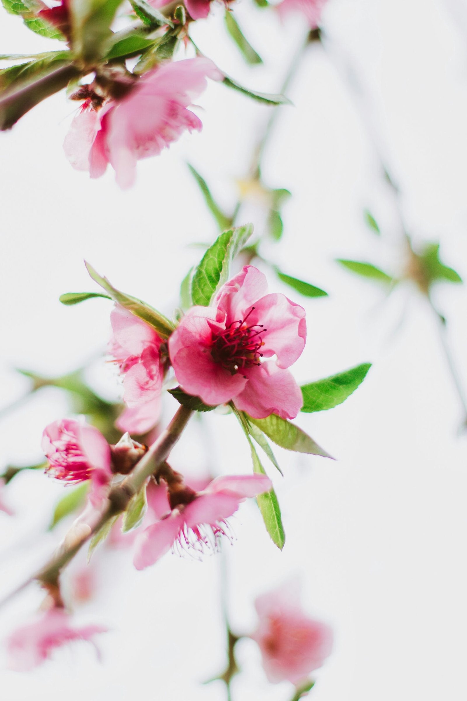 Best Viewing Spots for Peach Blossoms at the Nyingchi Peach Blossom Festival