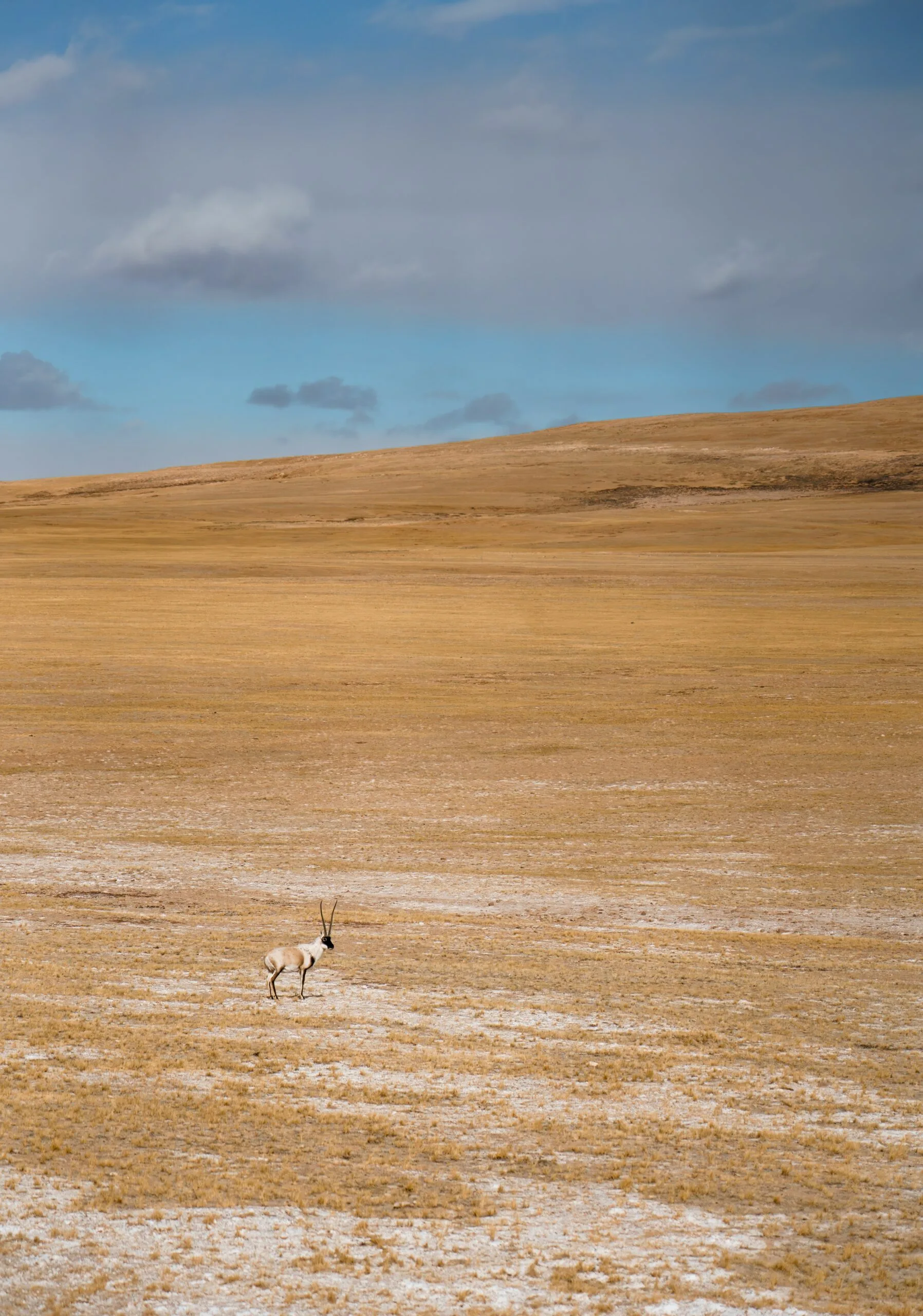 two antelope running across a dry plain