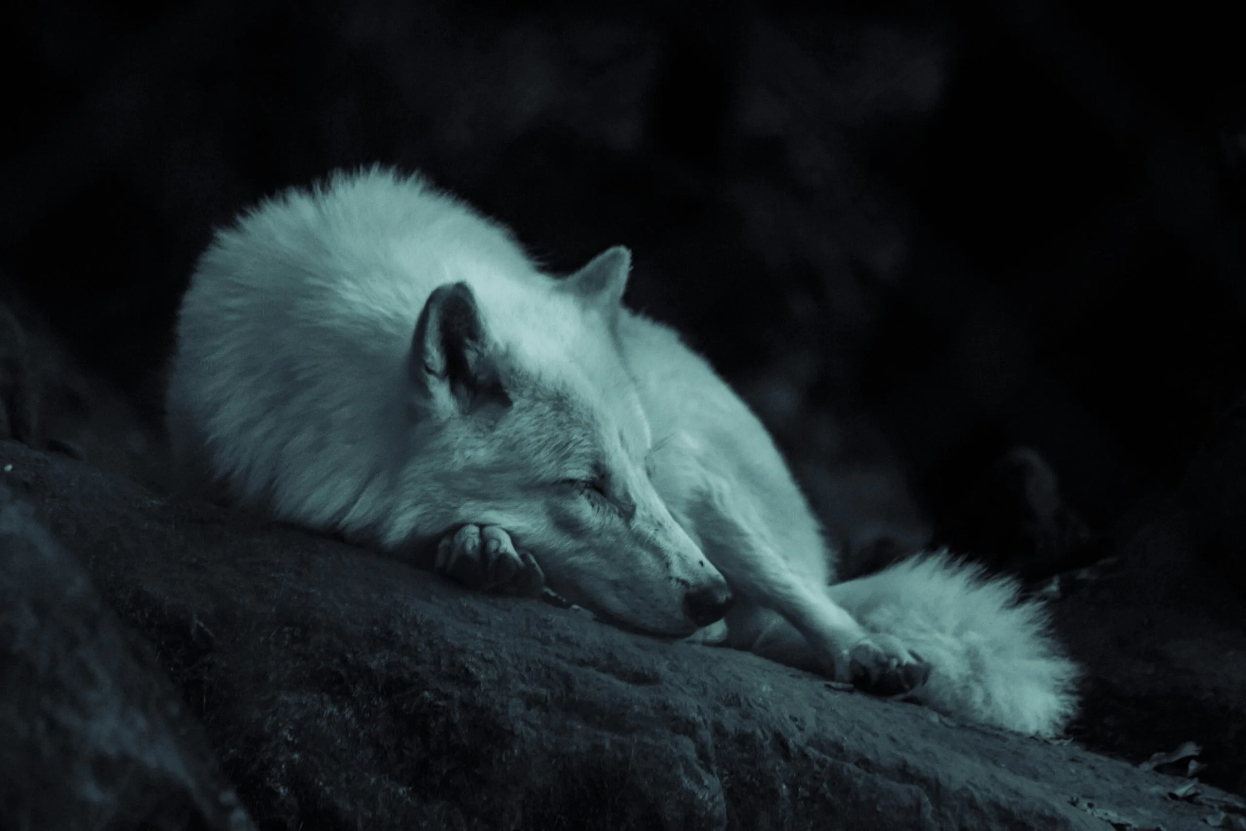 The Tibetan Wolf: A Glimpse into the Life of the Himalayan Wolf